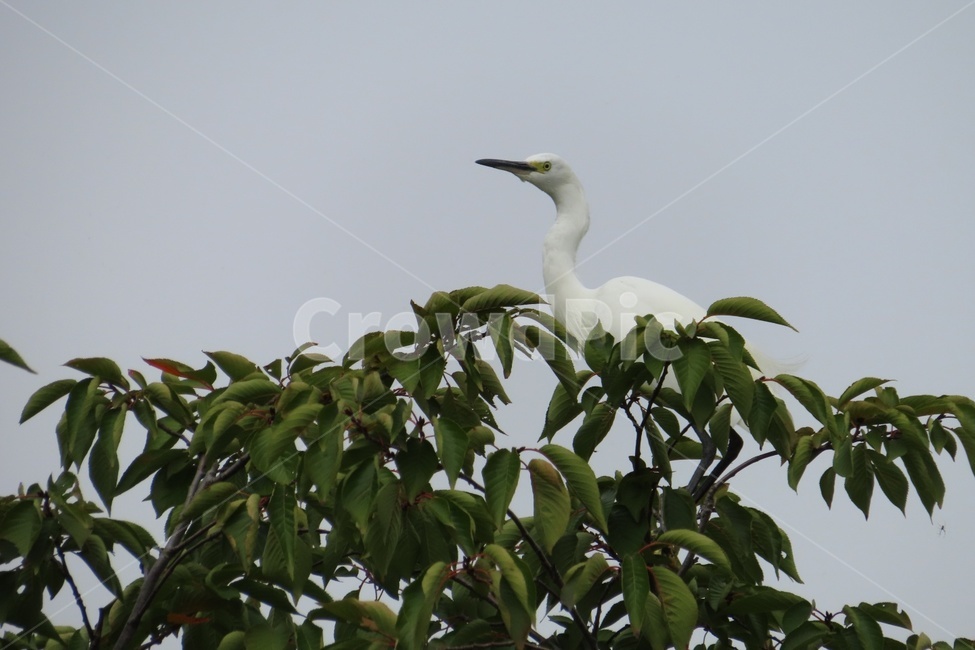 새,흰새,물새,동물,animal,bird,waterfowl,동물,animal,조류,새,birds