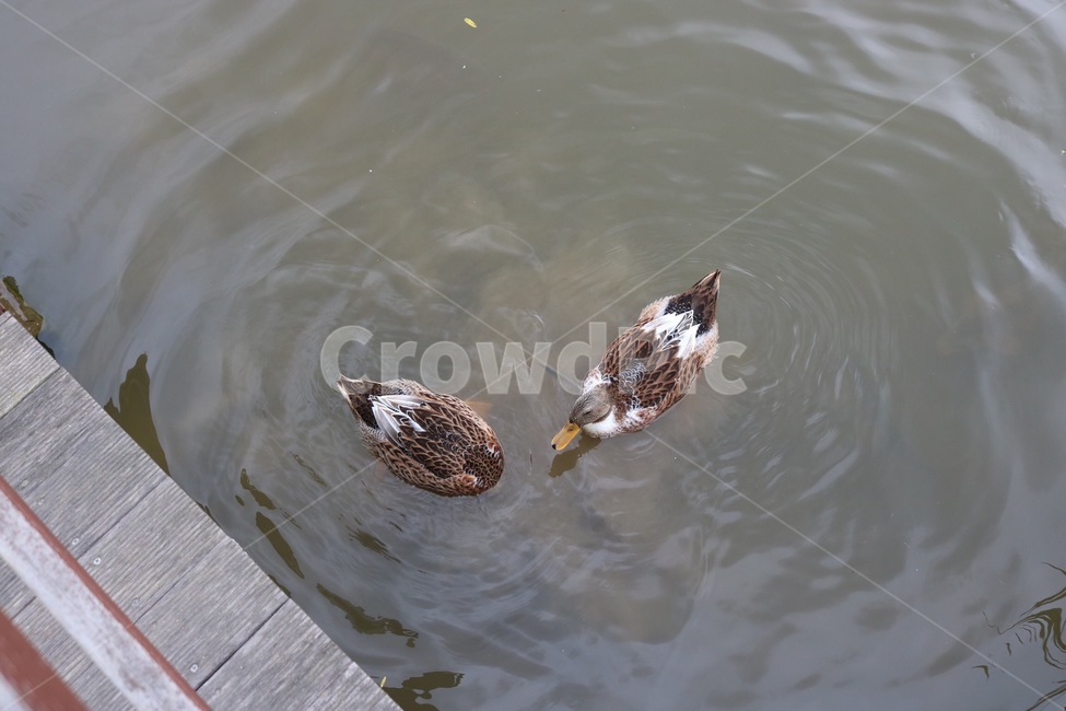 오리,동물,자연,수영,물,duck,ahiru,animal,doubutsu,nature,swimming,suie,water,mizu,동물,animal,조류,새,birds
