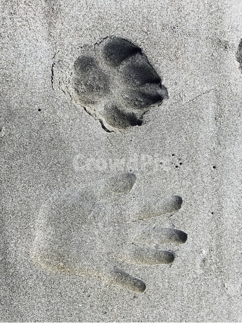 사람손,동물발,강아지발자국,사람손자국,해변