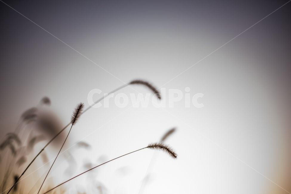 강아지풀,노을,저녁하늘,따뜻함,풍경,하늘,저녁,가을,autumn,풀,식물,11월,가을,계절,fall,autumn,season,식물,자연,plants,nature,감성,sensible,feeling,plant,grass,잔디,lawn