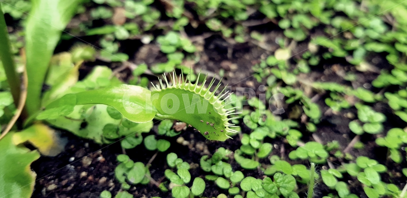 파리지옥,식물,식충식물,초록색,벌레잡이,부천자연생태공원,생태공원,식물,자연,plants,nature