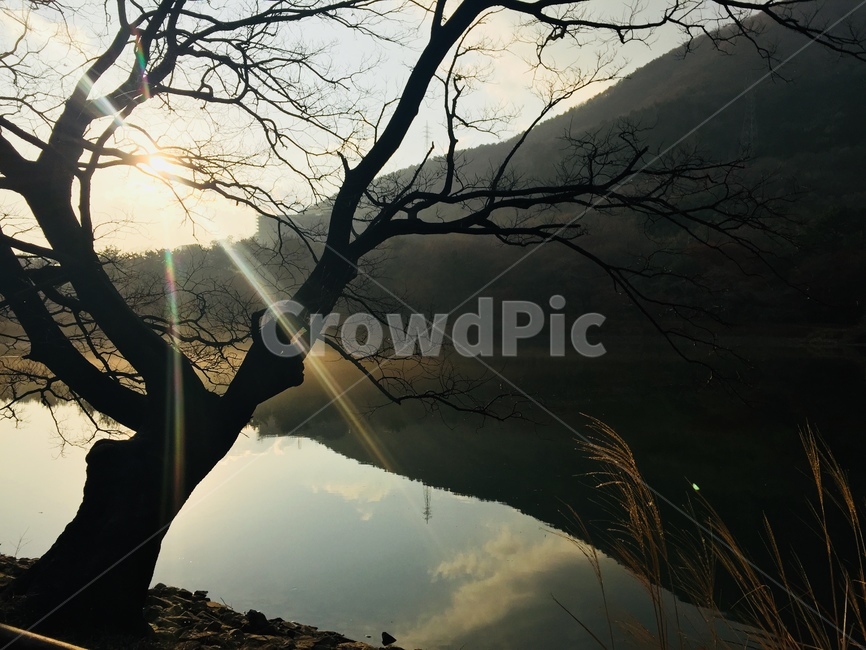 나무,호수,햇빛,tree,lake,sunshine