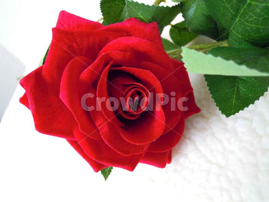 plant,식물,조화,artificialflower,꽃,flower,장미,blossom