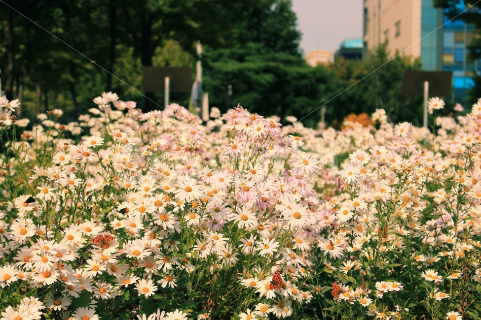 식물,꽃,구절초,감성,안산,풍경,2017,식물사진,김성사진,사진,dslr,크라우드픽,야생화,감성,sensible,feeling