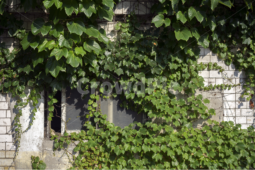 창문,여름,반지하,집앞,덩쿨,식물,자연,plants,nature