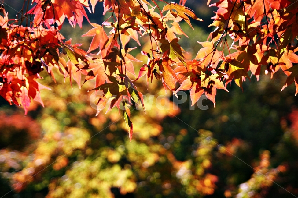 가을,plant,식물,잎,tree,나무,단풍,자연,leaf,maple,가을,계절,fall,autumn,season,자연,풍경,nature,landscape