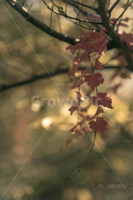 가을사진,가을나무,나뭇잎,단풍잎,단풍나무,감성사진,가을낙엽,가을,계절,fall,autumn,season,식물,자연,plants,nature,감성,sensible,feeling,leaf,잎,plant,tree,나무