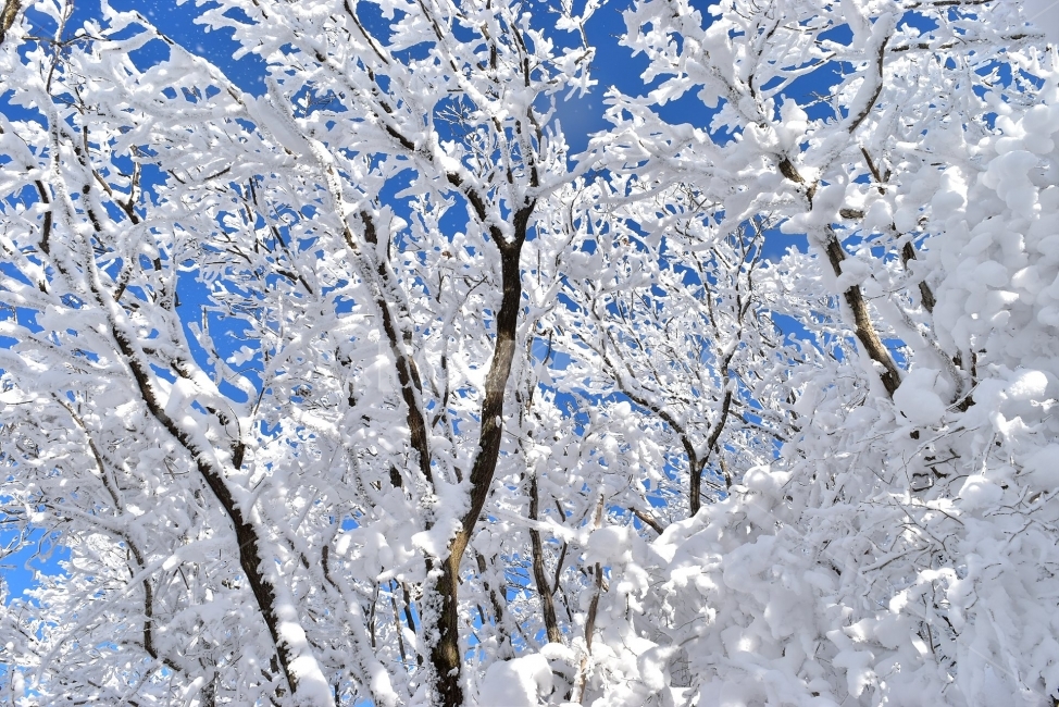 무등산,국립공원,풍경,힐링,산행,설경,상고대,서리꽃,서석대,입석대,안양산,백마능선,장불재,증심사,중봉,중머리재,천왕봉,지왕봉,Korea,National,Park,눈풍경,등산,주상절리,판타스틱,겨울왕국,겨울,지질공원,인왕봉,천지인,설국,2018년,1월,눈꽃,파란하늘,트레킹,winter,landscape,감성,아름다운,황홀한,장관,비경,선경,최고,사진,겨울,계절,winter,season,식물,자연,plants,nature,나무,trees,wood