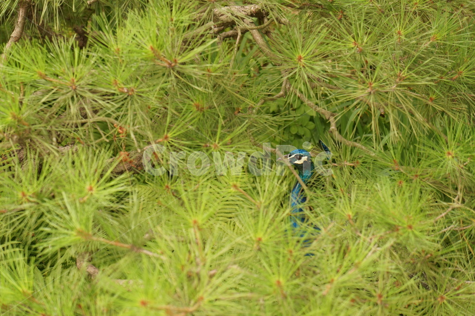 공작새,숨바꼭질,우아함,파란새,파랑새,숲속,동물,새,자연,peacok,bird,bigbird,bluebird,grace,elegance,animal,hideandseek,hidden,nature,trees,pinetree,소나무,나무,풀,숲,초록,green,plants,동물,animal,조류,새,birds