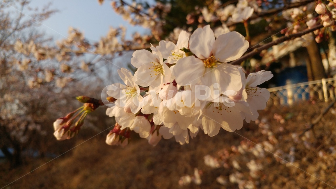 벚꽃,꽃,석양,노을,봄,spring,차분한,flower,sakura,cherryblossom,morningglow,settingsun,eveningglow,봄,계절,spring,season,plant,식물