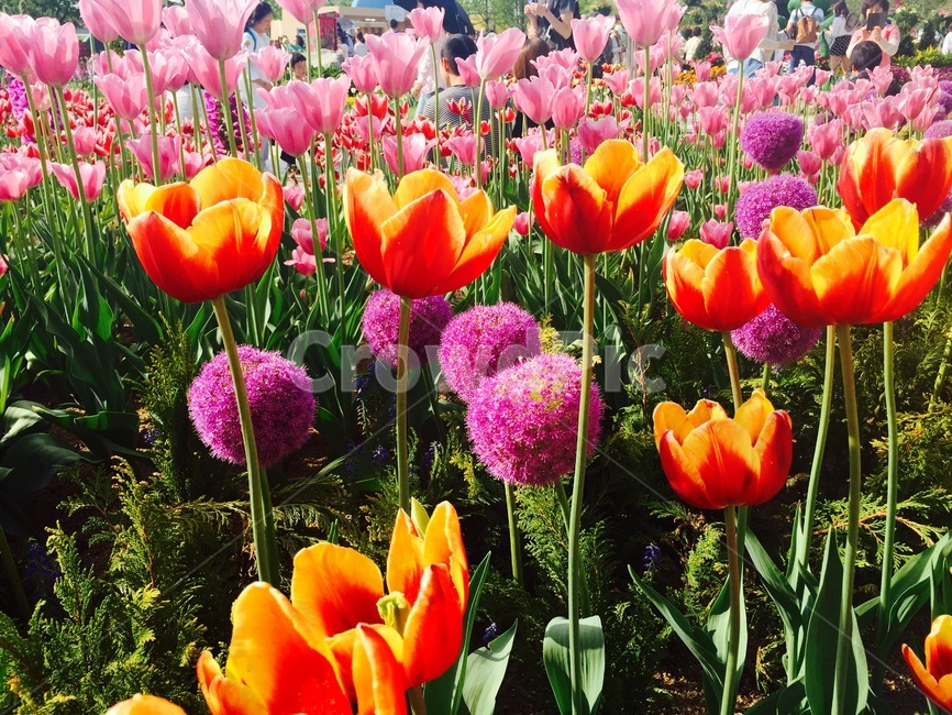 튤립,꽃,봄,봄꽃,식물,tulipflower,주황색,색감,자연,분홍색,공원,flower