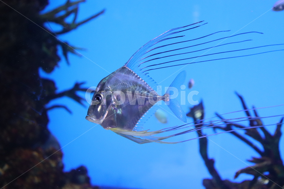fish,물고기,sealife,해양생물,angelfish,엔젤피쉬,animal,동물,어류,물고기,fish