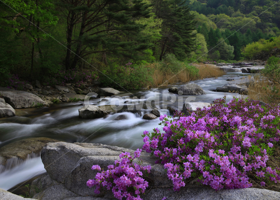 수달래,계류,고향의봄,향수,봄꽃,봄,계절,spring,season,자연,풍경,nature,landscape,한국자연풍경,한국자연경관,korea nature landscape,water,물,outdoors,옥외