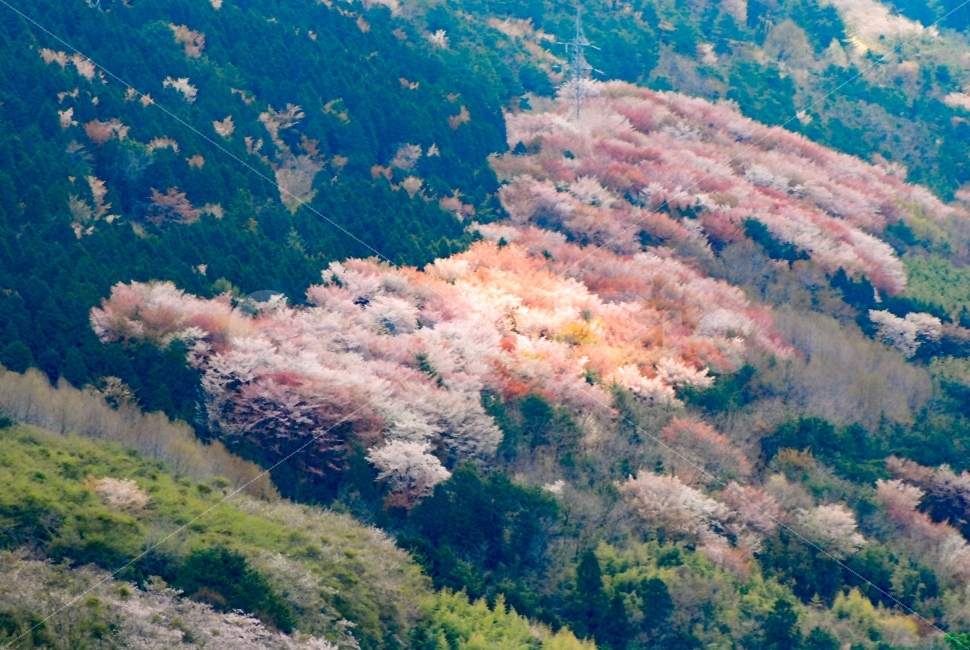 진해,진해군항제,군항제,벚꽃,경남,일상,자연,니콘,NIKON,D80,DSLR,사진,여행,정취,느낌,파스텔톤,파스텔,추억,풋사랑,첫사랑,수줍음,봄,안민고개,드림로드,안민,창원,드림,로드,르누아르,수채화,핑크,자연,풍경,nature,landscape,봄,계절,spring,season,outdoors,옥외,scenery,경치