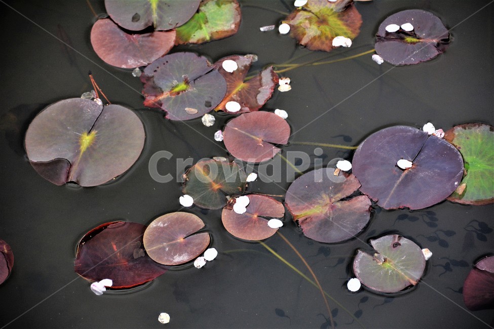 연꽃,연못,자연,호수,나뭇잎,자연,풍경,nature,landscape,식물,plants,plant,lily,백합,blossom,꽃,flower