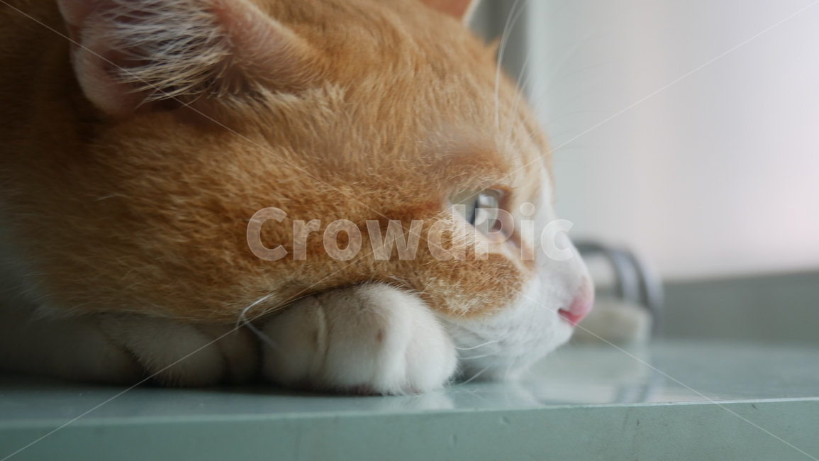 고양이,노란고양이,고양이눈,감성,감성사진,동물,animal,포유류,mammal,고양이,cat,kitten,kitty