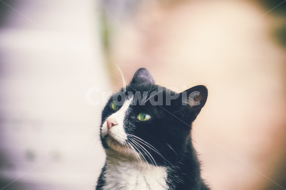 고양이,길냥이,캣,귀여운,예쁜,길고양이,숩,산책,우연히,동물,animal,포유류,mammal,고양이,cat,kitten,kitty,감성,sensible,feeling