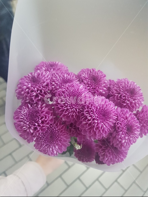 꽃,생일,꽃다발,소국,보라색꽃,보라색,국화,flower,선물