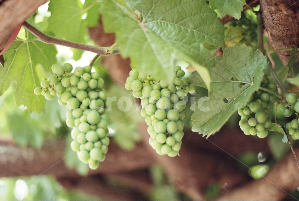 fruit,과일,grapes,포도,plant,식물,food,초록,과일,열매,fruit
