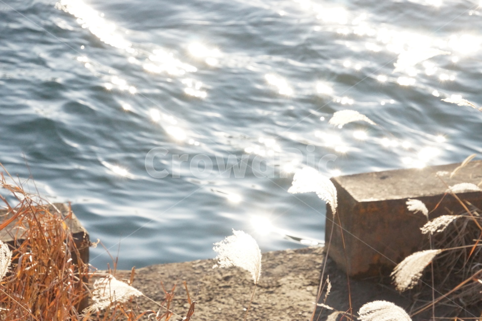 햇빛,물,강,river,light,강가,밝은