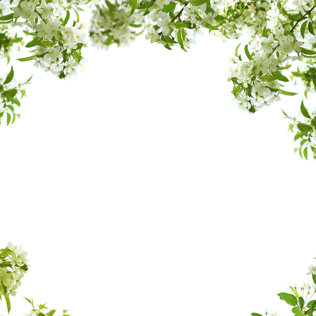 백그라운드,식물,자연,계절,봄,배경,배경이미지,내추럴,flower,nature,flora,background,꽃,꽃송이,흰꽃,하얀꽃,나뭇잎,잎,잎사귀,꽃,flower