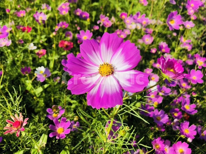 flower,plant,식물,geranium,꽃잎,petal,꽃,blossom,제라늄,pollen,화분,코스모스,가을꽃,가을꽃코스모스,가을나들이,가을소풍,식물,자연,plants,nature,꽃,flower