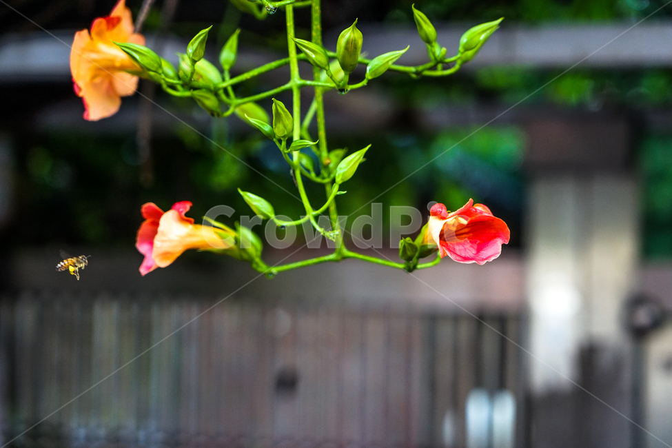 능소화,어사화,꽃,자연,식물,식물,자연,plants,nature,꽃,flower