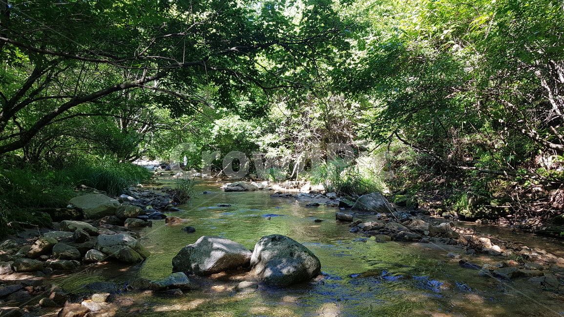 개울,물가,바위,숲,나무,여름,계절,summer,season,자연,풍경,nature,landscape,water,물,stream,흐름,creek,작은 만,outdoors,옥외