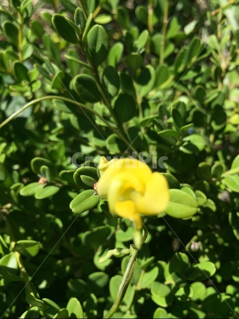 plant,식물,노랑,잎,flower,식물,자연,plants,nature,꽃,flower