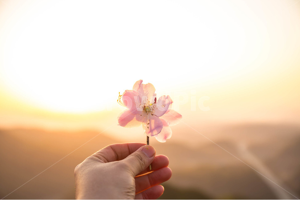 꽃,일출,봄,따뜻함,그리움,봄,계절,spring,season,식물,자연,plants,nature,꽃,flower,감성,sensible,feeling,휴식,힐링,rest,relaxation,healing,plant