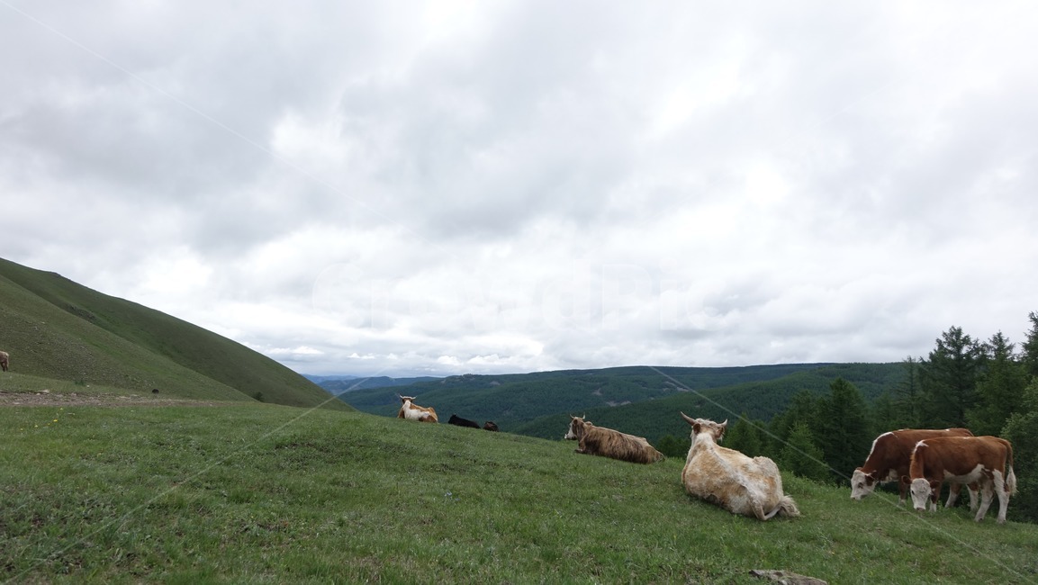 자연,grass,green,초록,nature,cow,소,목축,초원,초식동물