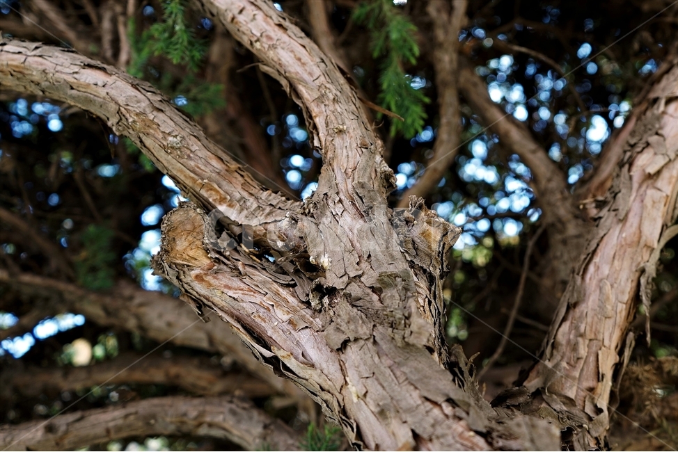 향나무,잎,가지,나무,식물,식물,자연,plants,nature,나무,trees,wood