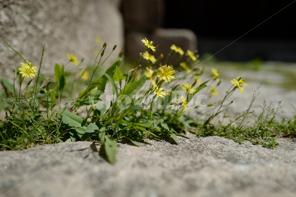 꽃,식물,야생화,노란꽃,돌계단,돌틈,flower,wildflower,yellow,식물,자연,plants,nature,꽃,flower