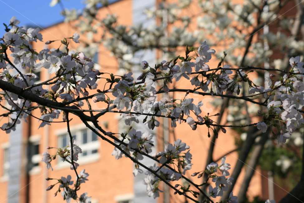 나무,벚꽃,하늘,파란색,푸른,봄,바람,꽃잎,자연,plant,식물,flower,꽃,blossom