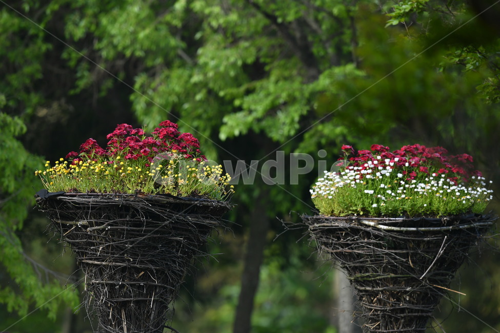 식물,자연풍경,꽃,감성사진,봄,봄,계절,spring,season,식물,자연,plants,nature,꽃,flower,brick,벽돌,plant,pottery,도기류,vase,병 장식,potted plant,화분,jar,항아리