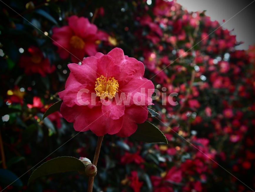 동백,동백꽃,겨울꽃,빨간꽃,flower