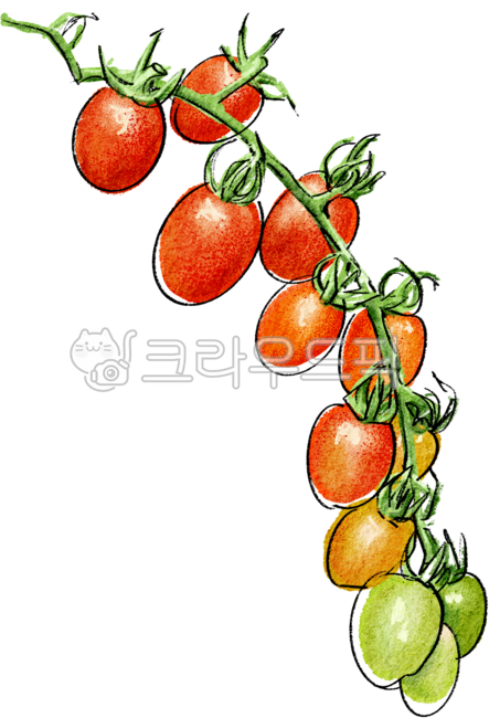 방울토마토,tomato,음식,food,vegetable,토마토그림,작은,토마토,토마토열매,토마토일러스트레이션,요리,레시피북,토마토수채화,신선한,야채,fruit,채소,그림,일러스트레이션