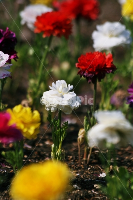 flower,blossom,plant,식물,꽃