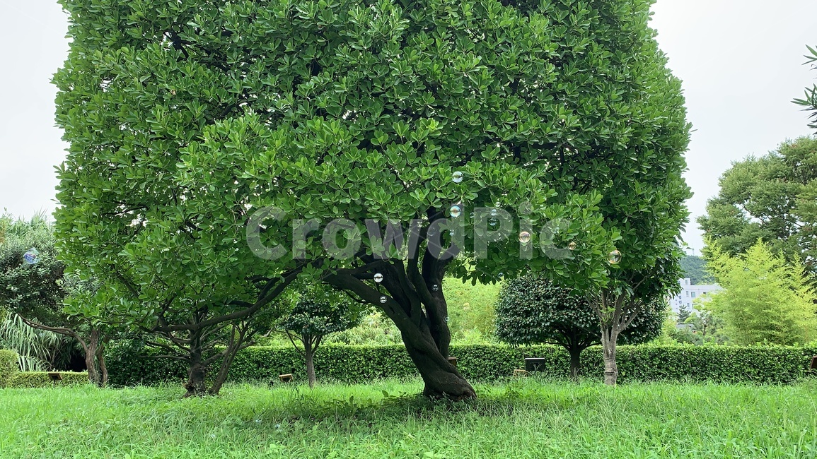 공원,비눗방울,자연,놀이,나무,초록,나무,trees,wood