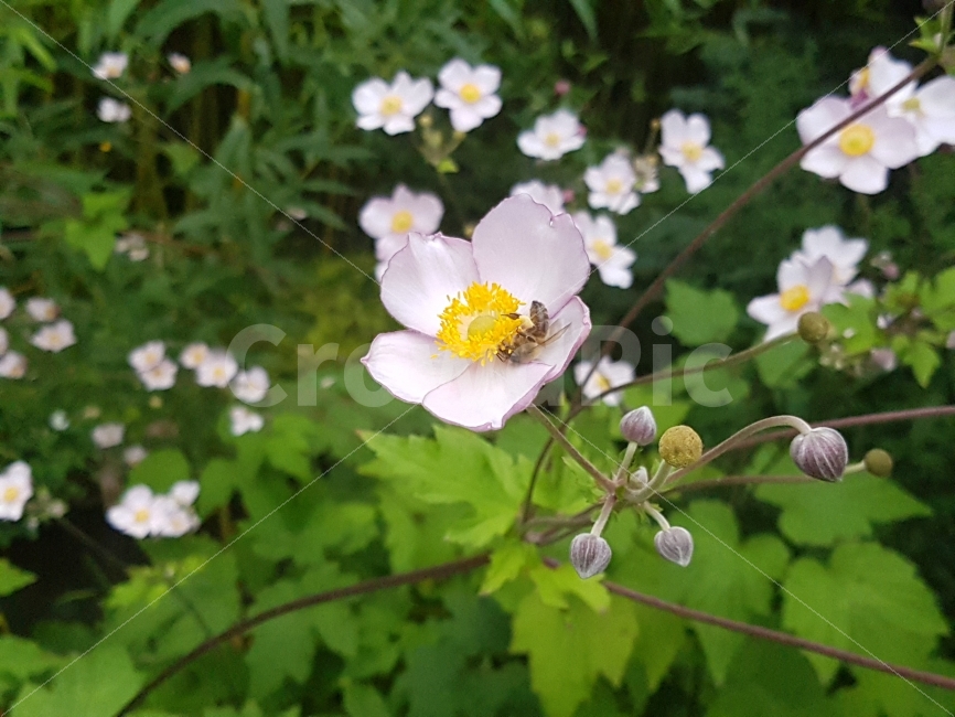 벌,꽃,식물,나무,자연,동물,곤충,식물,자연,plants,nature,꽃,flower,동물,animal,곤충,벌레,insect,bug