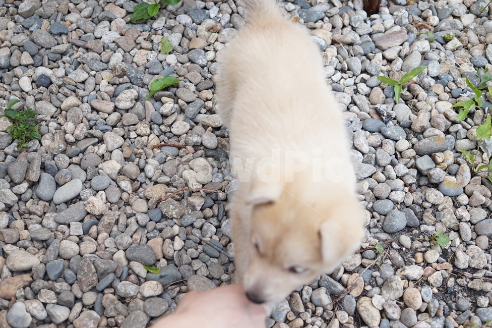 강아지,똥개,귀여운,개,아이보리,자갈