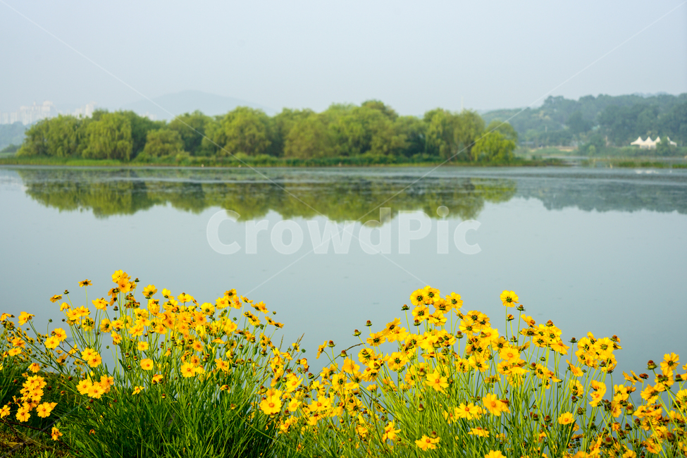 호수,들꽃,수변,섬,반영,풍경,자연,풍경,nature,landscape,식물,plants,꽃,flower,outdoors,옥외,water,물,field,들,grassland,목초지