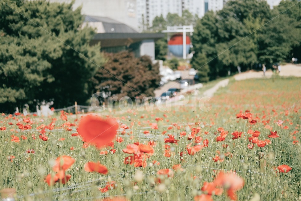 양귀비꽃,꽃밭,들판,공원,소풍,봄,꽃,식물,자연,plants,nature,꽃,flower