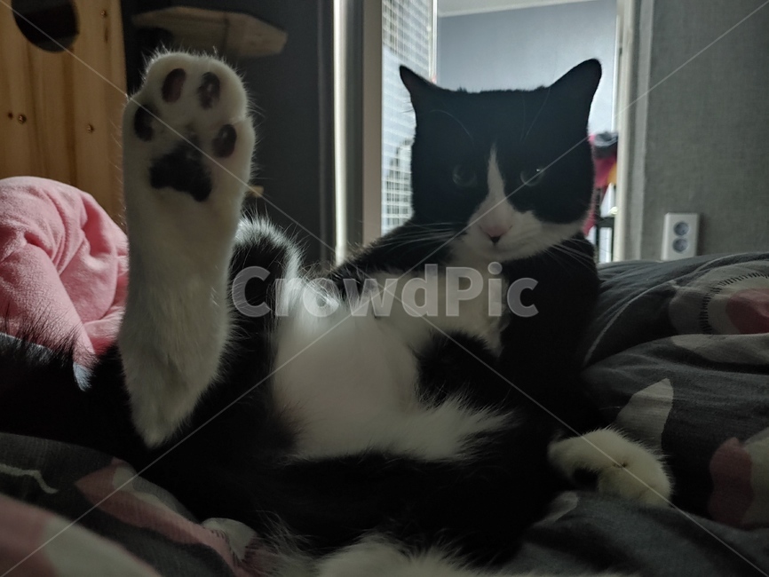 고양이,cat,동물,반려묘,귀여운