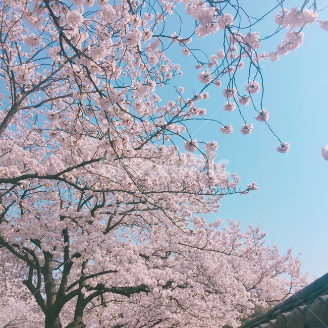 벚꽃,경주,봄,벚꽃놀이,꽃,봄꽃,분홍,핑크,봄,계절,spring,season,식물,자연,plants,nature,꽃,flower,plant,cherry blossom,blossom
