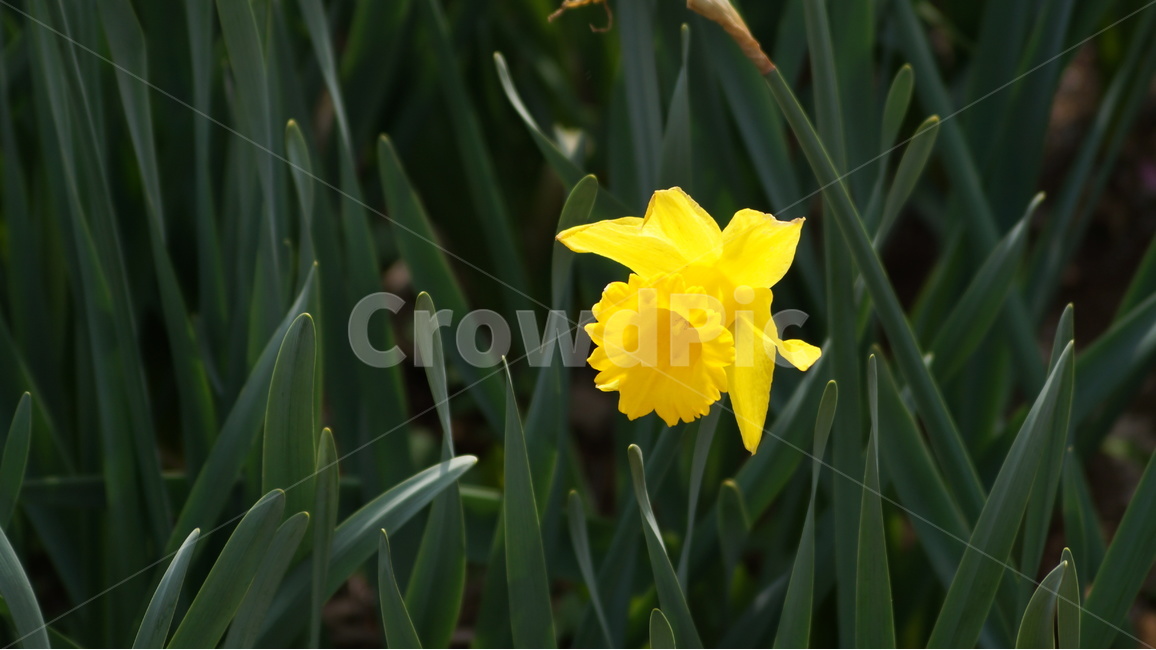 수선화,수선화꽃,꽃,자연,풍경,식물,자연,plants,nature,꽃,flower
