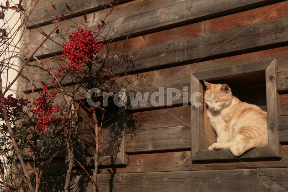 일광,고양이,동물,낮잠,풍경,배경,일상,색감,벽,동물,animal,포유류,mammal,고양이,cat,kitten,kitty