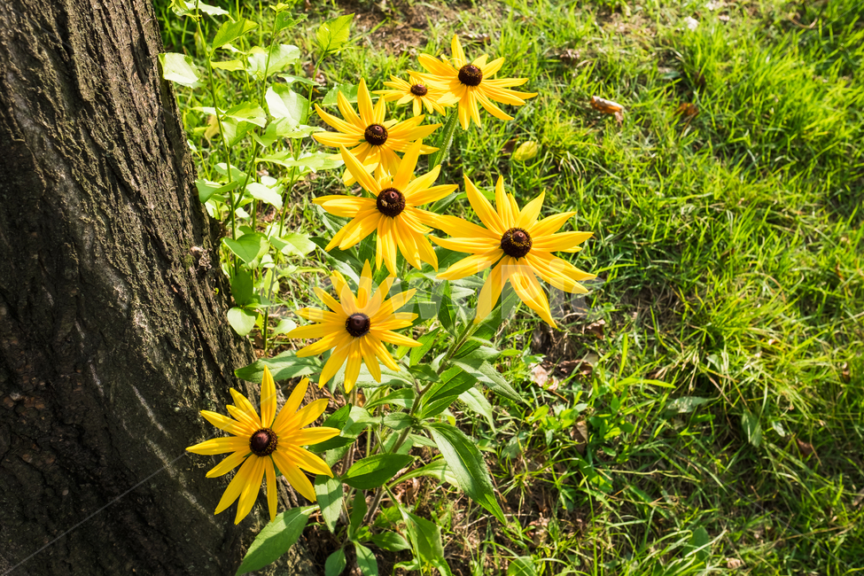 해바라기,꽃,녹색,식물,나무,노랑,sunflower,green,plant,bloom,flower,tree,botanical