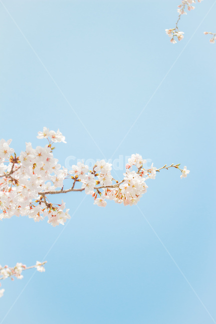 배경화면,바탕화면,벚꽃,감성사진,ppt배경,하얀벚꽃,봄,분홍꽃,하늘,풍경,봄꽃,파란하늘,맑은하늘,잠금화면,blossom,사쿠라,봄,계절,spring,season,자연,풍경,nature,landscape,plant,식물