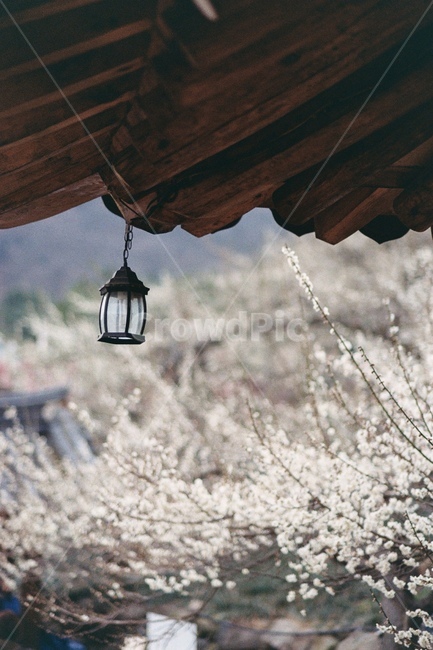 매화꽃,매화꽃배경,매화축제,매화나무,꽃,흰꽃,flowe,flowes,매화배경,매화꽃나무,매화꽃축제,매화,꽃배경,흰꽃배경,봄,계절,spring,season,자연,풍경,nature,landscape,한국자연풍경,한국자연경관,korea nature landscape